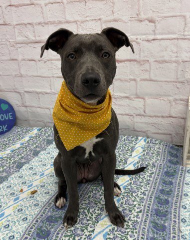 CARDONI - Pit Bull Terrier available for adoption