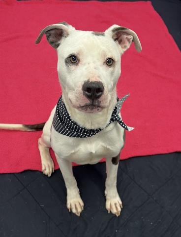 SIZZLE - American Staffordshire Terrier available for adoption