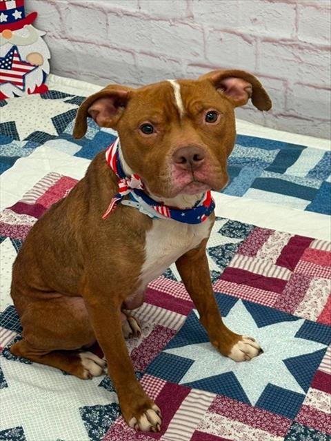 URCHIN - Pit Bull Terrier available for adoption