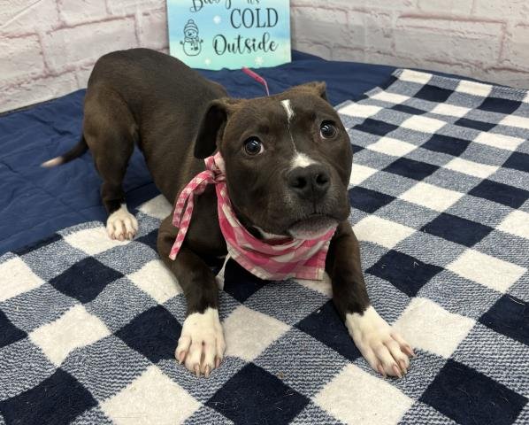 LEATHER LIDA - Pit Bull Terrier available for adoption