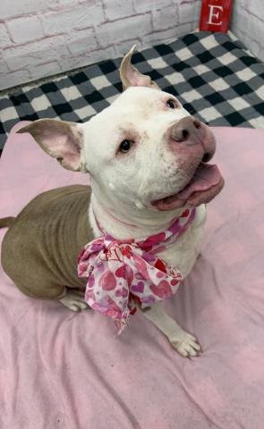 LUSHIE - American Staffordshire Terrier available for adoption