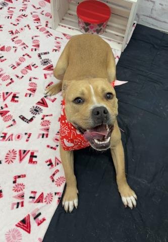 SQUISH - Staffordshire Bull Terrier available for adoption