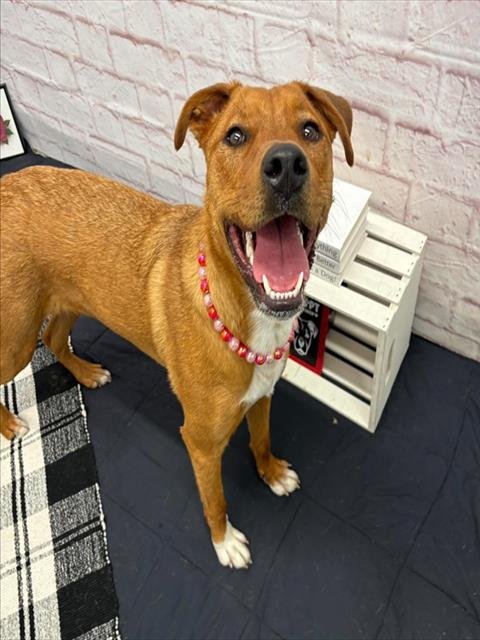 ZUZU - Labrador Retriever available for adoption