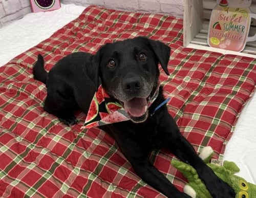 DELTA - Labrador Retriever available for adoption