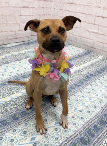 KNEEHIGH - American Staffordshire Terrier available for adoption