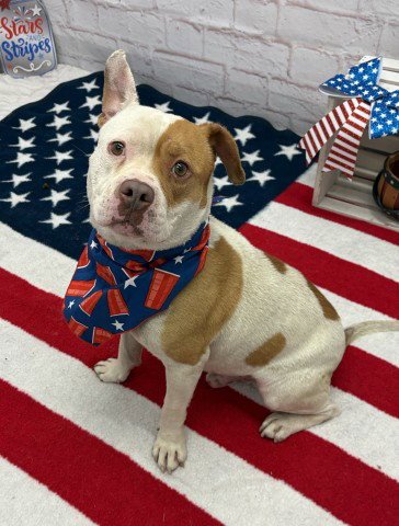 CLANK - Pit Bull Terrier available for adoption