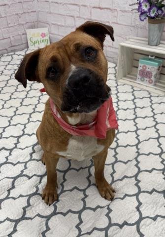 SKITTLES - Pit Bull Terrier for adoption in Warren