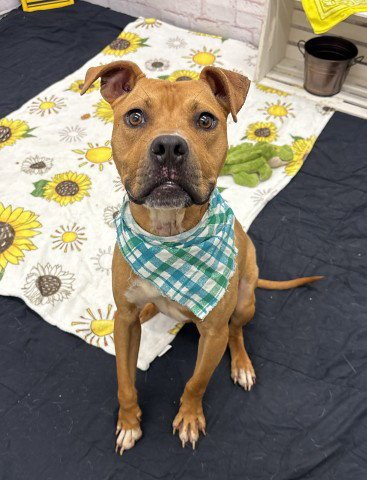 VERNOR - Pit Bull Terrier available for adoption