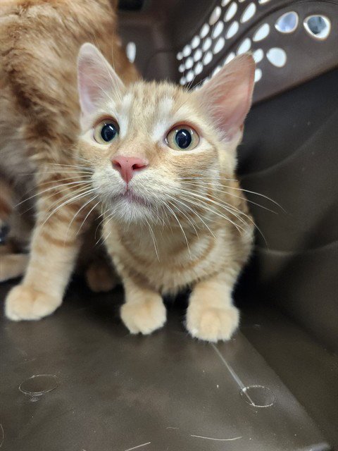IRIDESSA - Domestic Short Hair for adoption in Warren