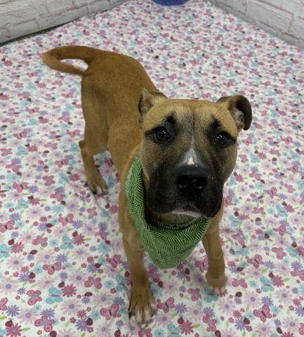 MANNISH - American Staffordshire Terrier available for adoption