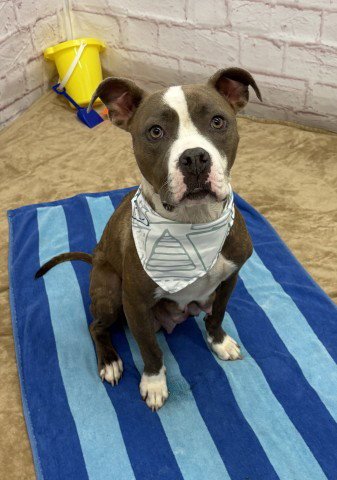KRISHNA - Pit Bull Terrier available for adoption