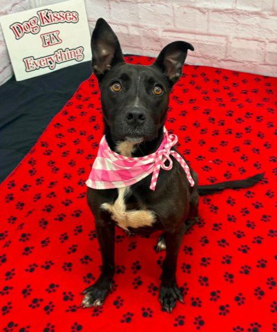 MOUNDIE - American Pit Bull Terrier available for adoption