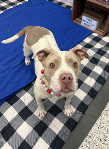 CHLOROPLAST - Pit Bull Terrier available for adoption