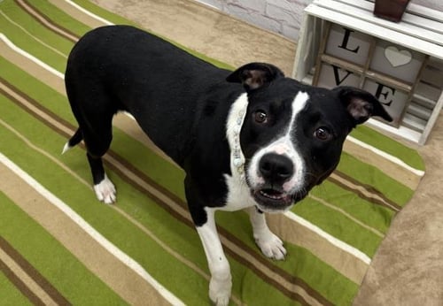 BRIONY - Pit Bull Terrier available for adoption