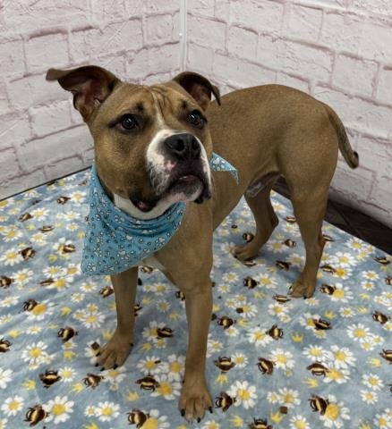 BANANA PUDDING - Boxer for adoption in Dearborn