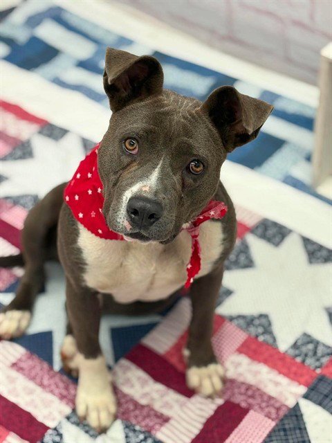 TIME TOTEM - American Staffordshire Terrier available for adoption