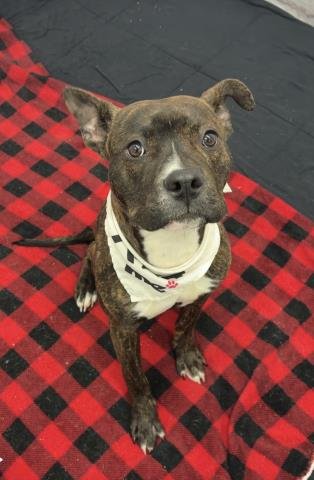 JESSICA LANG - Pit Bull Terrier available for adoption