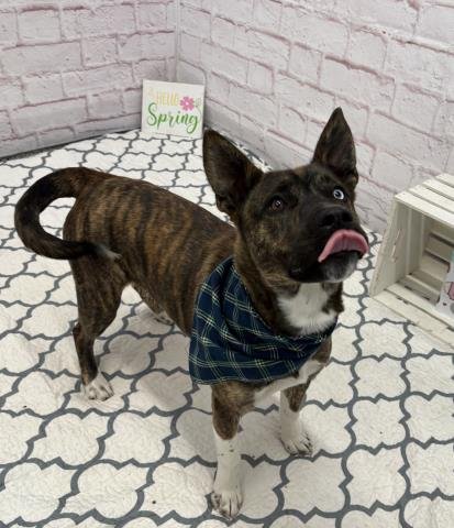 SWEET THYME - Siberian Husky / Pit Bull Terrier available for adoption