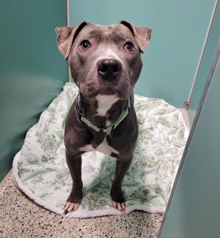 HARVEY - Pit Bull Terrier available for adoption
