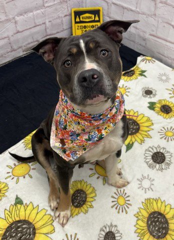 ADI - Pit Bull Terrier available for adoption