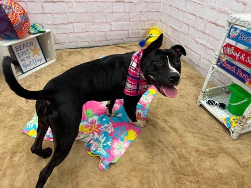 JADE JASMINE - Pointer for adoption in Dearborn