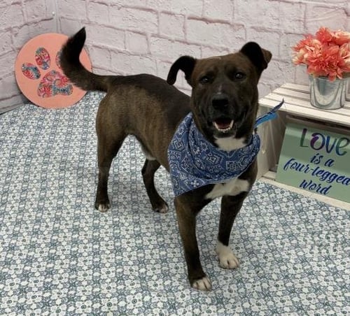 SAN BLAS - German Shepherd Dog / Husky for adoption in Dearborn
