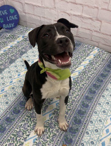 VASILY - Pit Bull Terrier available for adoption