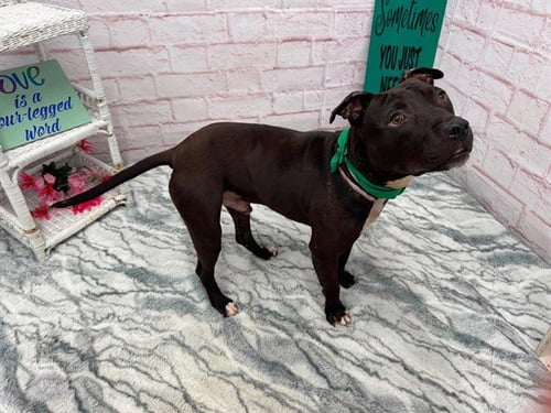 BROPHY - Pit Bull Terrier available for adoption