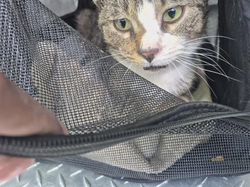 BONZO - Domestic Short Hair for adoption in Warren