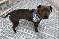 ZOOMIE BISCUIT - Photo 1
