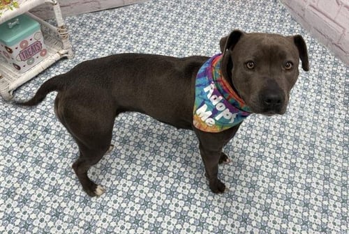 ZOOMIE BISCUIT - Pit Bull Terrier for adoption in Warren