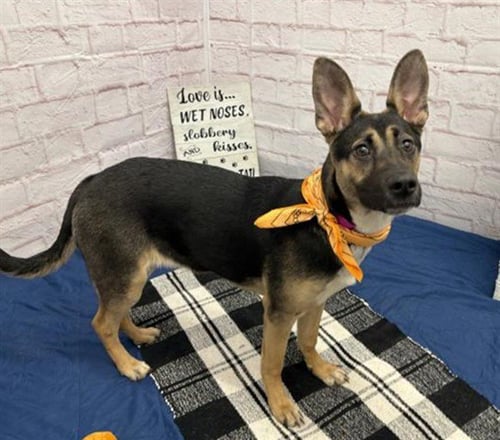 GOJI - German Shepherd Dog available for adoption