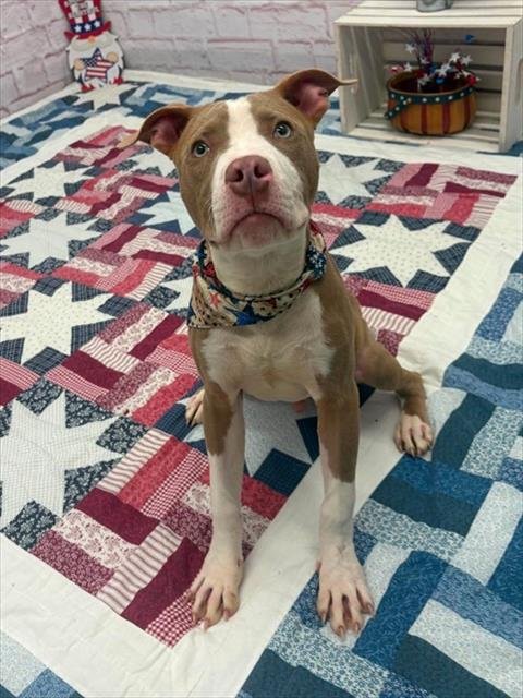 BRITZ - Pit Bull Terrier available for adoption