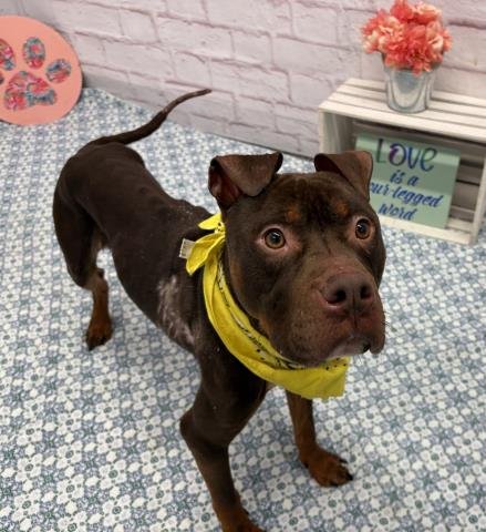 WAVE - American Pit Bull Terrier for adoption in Dearborn