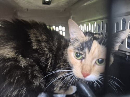 BLAISE - Domestic Short Hair for adoption in Detroit