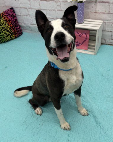 CHENE - Collie for adoption in Detroit