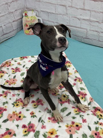 TAZ - Pit Bull Terrier available for adoption