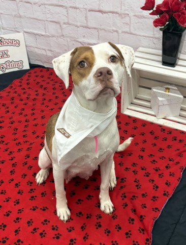 SASSY CASSIE - Pit Bull Terrier available for adoption
