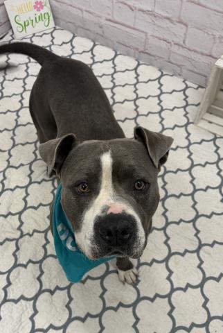 SIZZLE - Pit Bull Terrier available for adoption