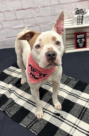 AMARYLLIS