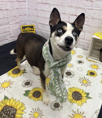 APPLE LEANA - Husky available for adoption