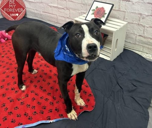 SNAPDRAGON - Border Collie / Boston Terrier for adoption in Warren