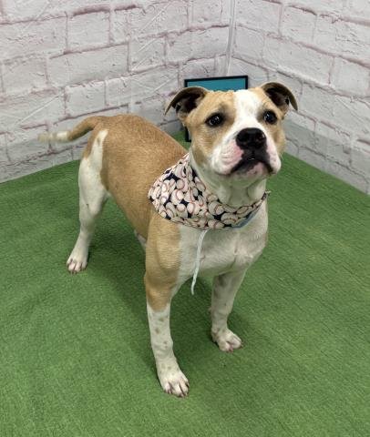 CHARLES PLACE - Pit Bull Terrier available for adoption
