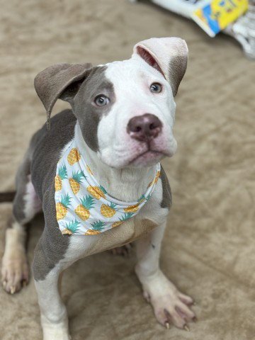 BRASSO - Pit Bull Terrier available for adoption