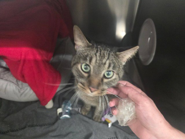BUDDY Image