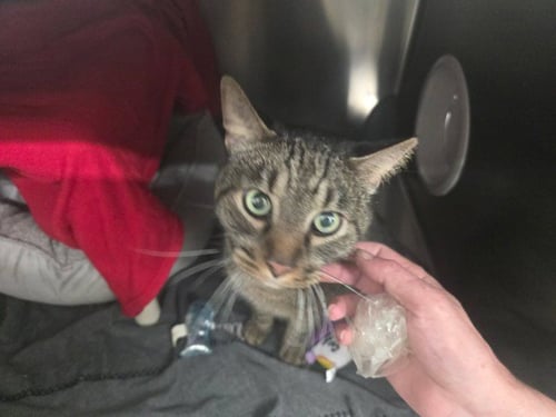 BUDDY - Domestic Short Hair available for adoption