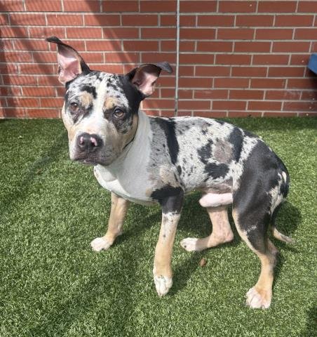 RECEPTOR - Pit Bull Terrier available for adoption