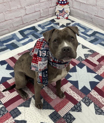 LUCILLE - Pit Bull Terrier available for adoption
