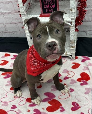 SNUGGLEBUGGY - Pit Bull Terrier available for adoption