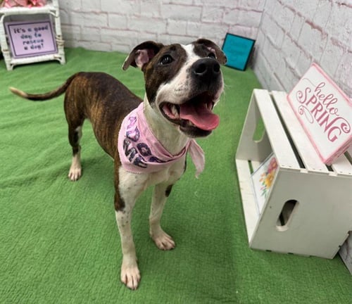 BEETS - Pit Bull Terrier for adoption in Warren